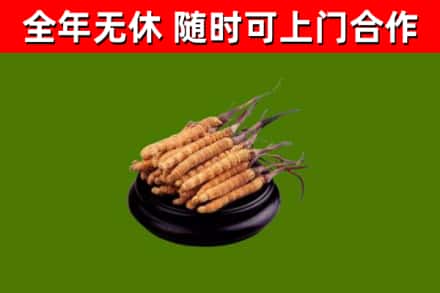 泉州烟酒回收冬虫夏草.jpg
