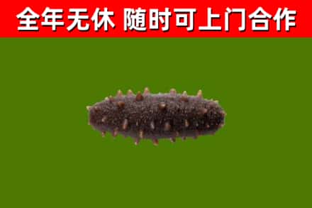 泉州烟酒回收干海参.jpg